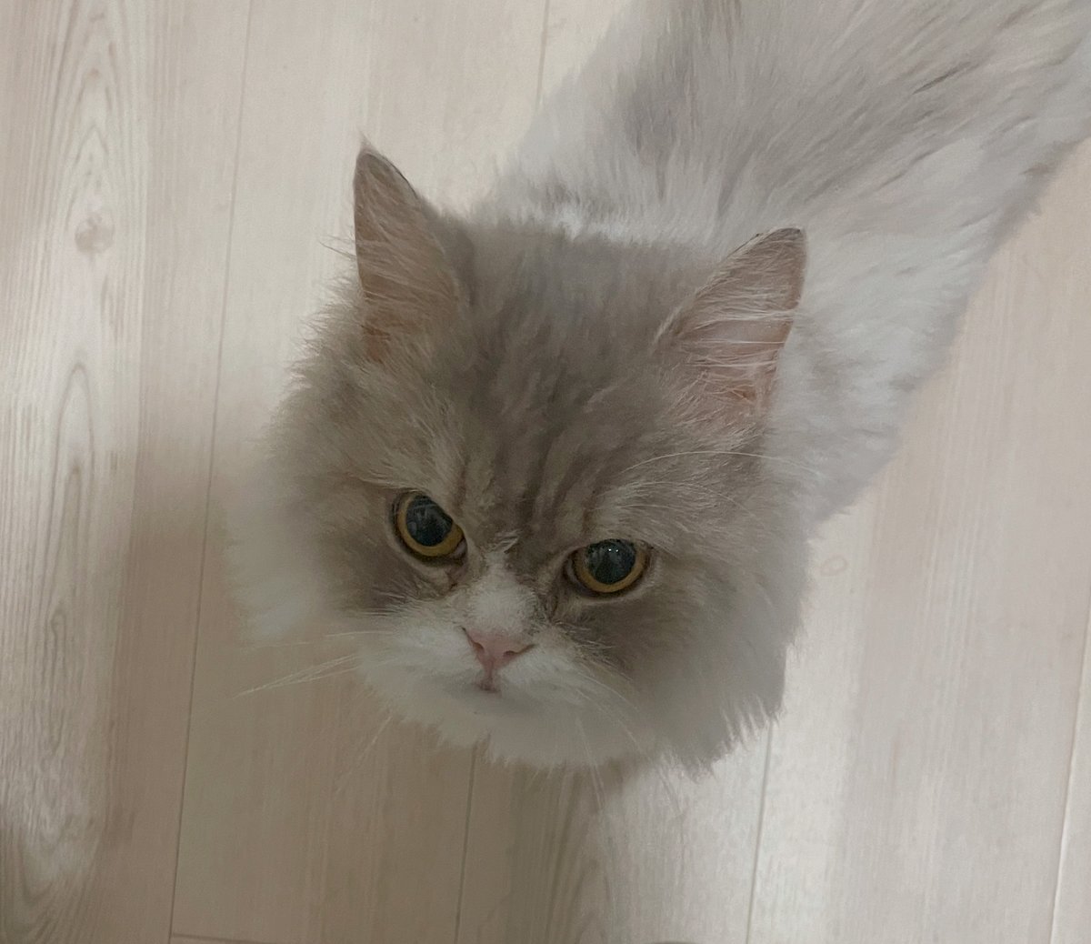 kosadaya's tweet photo. #猫の日
#にゃんにゃんにゃんの日 https://t.co/8pU5JQFMq8