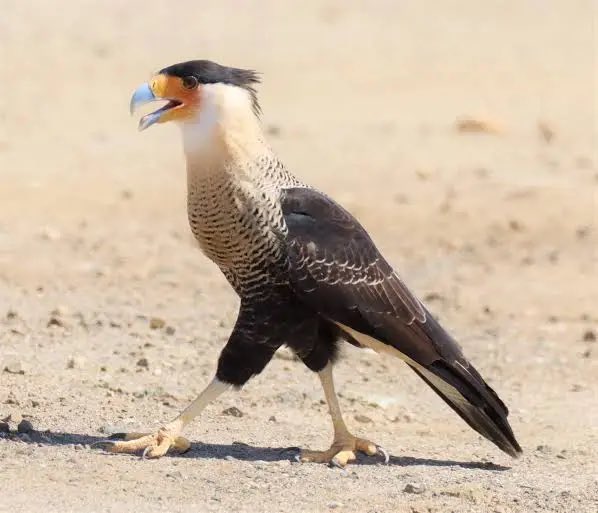 Expatriado no Df tweet media