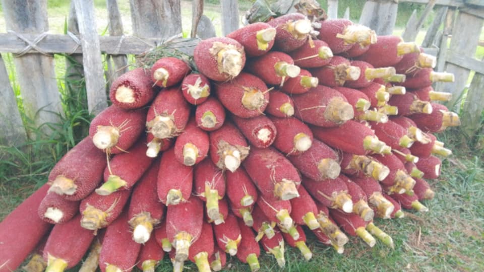 DarminRad's tweet photo. @KemenPU Masyarakat mempunyai banyak Hasil Bumi Jeruk, Buah Merah dan sayur-sayuran yang harus jual di Kabupaten Jayawijaya Provinsi Papua Pegunungan namun kondisi jalan seperti ini. Bahkan suda banyak memakan korban. selalu Gotong Royong oleh masyarakat. Mohon Perhatian serius. https://t.co/snV51rNl9E