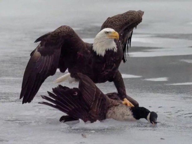 My moms caregiver tweet media