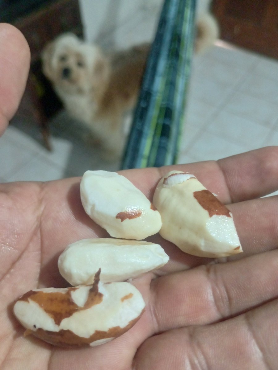 Ahlehksi's tweet image. These are Brazil nuts — native to the Amazon rainforest 🌿🥜
They’re rich, creamy, and one of the best natural sources of selenium (so you only need a couple per day).

Have you ever tried them? Do you like the taste?

#BrazilNuts #AmazonRainforest #HealthySnacks #Superfoods