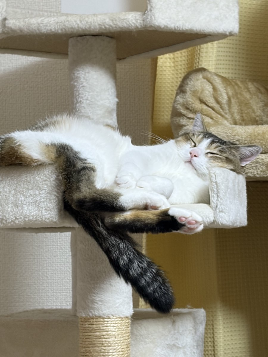 りきちゃん😻🥰
お留守番よろしくお願いしますニャン💖💖
では、お仕事頑張って👍来ます🚚🚚