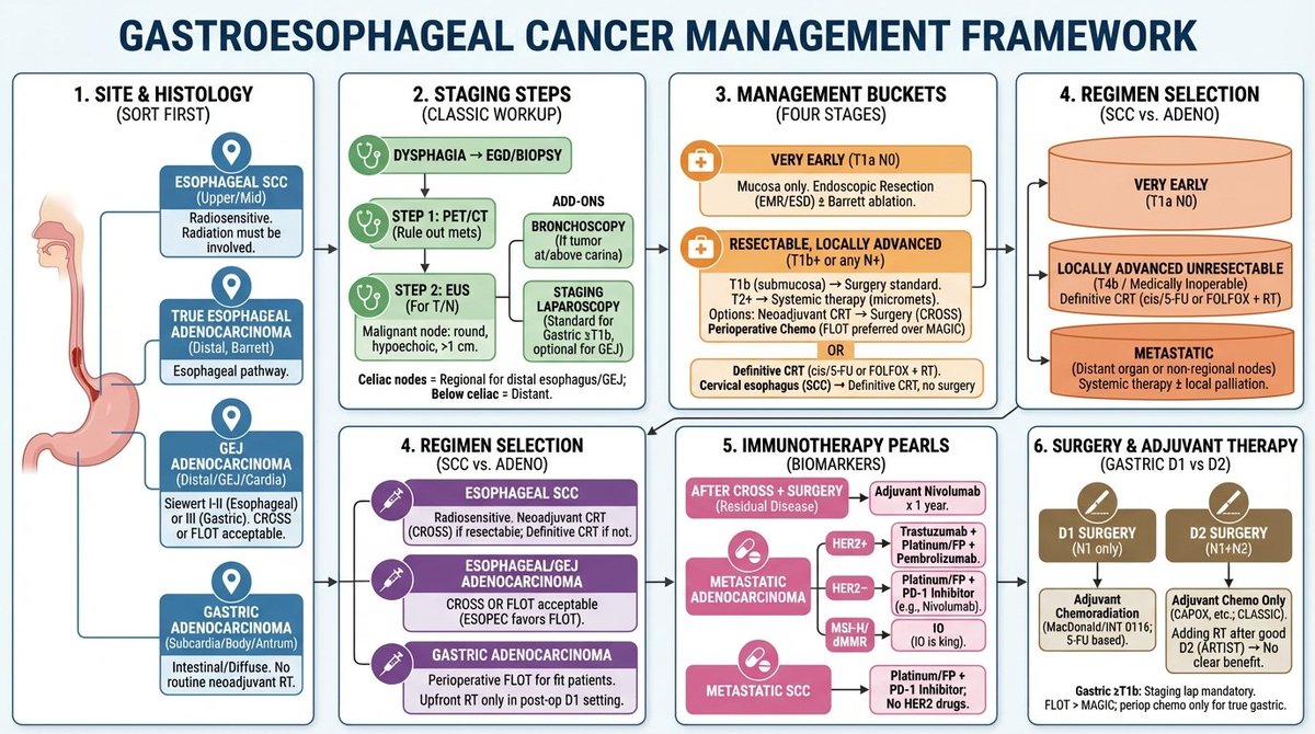 MamthaB's tweet photo. 🎯 Gastroesophageal Cancer: ITE/BOARDS Pearls
(Follow ASCO/NCCN guidelines for latest updates)

🧭 1) First sort by SITE + HISTOLOGY

1. Esophageal SCC → upper/mid esophagus, very radiosensitive → radiation must be involved.
2. True esophageal adenocarcinoma → distal, Barrett, still ->esophageal pathway.
3. GEJ adenocarcinoma → distal esophagus/GEJ/cardia; behaves like esophageal (Siewert I–II) or gastric (III), but boards accept either CROSS or FLOT.
4. Gastric adenocarcinoma (subcardia/body/antrum)→ intestinal/diffuse; no routine neoadjuvant RT.

🩻 2) Classic staging steps

1. Dysphagia → EGD/biopsy.
2. PET/CT to rule out mets.
3. If M0 → EUS for T/N; malignant node = round, hypoechoic, >1 cm.
- Add-ons:
    - Bronchoscopy if tumor at/above carina.
    - Staging laparoscopy: standard for gastric (≥cT1b), optional for GEJ.

-->Celiac nodes = regional for distal esophagus/GEJ
-->Below celiac = distant.

🎯 3) Four management buckets 

1. Very early (T1a N0)- Mucosa only → endoscopic resection (EMR-Endoscopic mucosal resection /ESD-Endoscopic submucosal disection) ± Barrett ablation 

2. Resectable, locally advanced (T1b+ or any N+)
    - T1b(submucosa) → surgery standard.
    - T2+ → needs systemic therapy (micromets).
    - Options:
        - Neoadjuvant CRT → surgery (CROSS)
        - Perioperative chemo (FLOT preferred over MAGIC)

3. Locally advanced unresectable (T4b / medically inoperable)
    - Definitive CRT(cis/5-FU or FOLFOX + RT).
    - Cervical esophagus (almost always SCC) → definitive CRT, no surgery.

4. Metastatic (any distant organ or non‑regional nodes
    ->Systemic therapy ± local palliation.

💉 4) SCC vs Adeno: which regimen?

- Esophageal SCC- Radiosensitive; periop chemo alone not standard (INT 0113 negative).
    Neoadjuvant CRT (CROSS) if resectable; definitive CRT if not surgical.

- Esophageal / GEJ adenocarcinoma
    - Higher distant relapse; less radiosensitive.
    - Boards: CROSS OR FLOT acceptable (ESOPEC favors FLOT but exams may lag).
- Gastric adenocarcinoma- Perioperative FLOT for fit patients.
    - Upfront RT only in post‑op D1 setting (see below), not routine neoadjuvant.

🧪 Immunotherapy pearls (exam-simplified)

- After CROSS + surgery with residual disease → adjuvant nivolumab x 1 year.

- Metastatic adenocarcinoma:
    - Test HER2, PD‑L1 (CPS), dMMR/MSI‑H
    1. HER2– → platinum/FP + PD‑1 inhibitor (e.g., nivolumab).
    2.HER2+→ trastuzumab + platinum/FP + pembrolizumab.
    3. MSI‑H/dMMR** → IO-(IO is king)

- Metastatic SCC:
    - Platinum/FP + PD‑1 inhibitor; no HER2 drugs.

FP=Flouro pyrimidine/5-FU

->No HER2 targeting in SCC
->do not continue trastuzumab beyond progression.

🍽 Gastric surgery: D1 vs D2 = dictates adjuvant

- D1 (N1 only) → adjuvant chemoradiation (MacDonald/INT 0116; 5‑FU based).
- D2 (N1+N2)→ adjuvant chemo only (CAPOX, etc.; CLASSIC).
    - Adding RT after good D2 (ARTIST) → no clear benefit.

🧠 Board one‑liners

->T1a N0 → EMR/ESD.
->T1b+ or N+ → surgery + periop systemic (CRT or FLOT).
->T4a- resectable; T4b → definitive CRT.
->Celiac nodes are regional for distal esophagus/GEJ.
->Gastric ≥cT1b → staging lap.
->Cervical esophagus→ definitive CRT (even if technically resectable).
-> Residual disease after neoadjuvant CRT + surgery → adjuvant nivolumab
->FLOT > MAGIC; periop chemo only for true gastric.
->Celiac nodes = Regional for distal esophagus/GEJ.
->p16is NOT used here (that's Head & Neck).
->Trastuzumab deruxtecan (T-DXd) = 2nd line for HER2+ disease.
->Ramucirumab = Adenocarcinoma only; not for SCC.

#OncTwitter #HemOnc #MedOnc #Oncology #Cancer #ITE #Boards #ABIM #MedEd #FOAMed  #gcsm 
@ASCO @NCCNorg @ESMO_Open @JCO_ASCO @OncLive @TargetedOnc @HemOncFellows @IMG_Oncologists @realbowtiedoc 
#OncBoards 
Follow: @MamthaB (X) | @Hemonc_dr (Insta)
(see the generated image above)