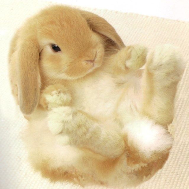 sofissdiaries's tweet image. how does pinterest see you? ♡ 

character 
tattoo 
doll
animal