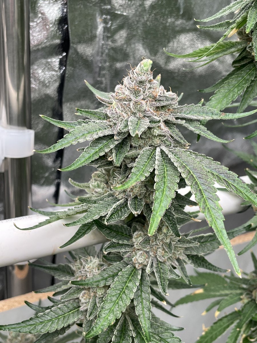 Cyberfire3000's tweet photo. P.O.W. aka Prisoner Of War #3
(Sour Diesel x SD Warheads)
Flower day 65
Distributed via Clearwater Genetics
Bred by PremiereSD https://t.co/VOi7ryuicm