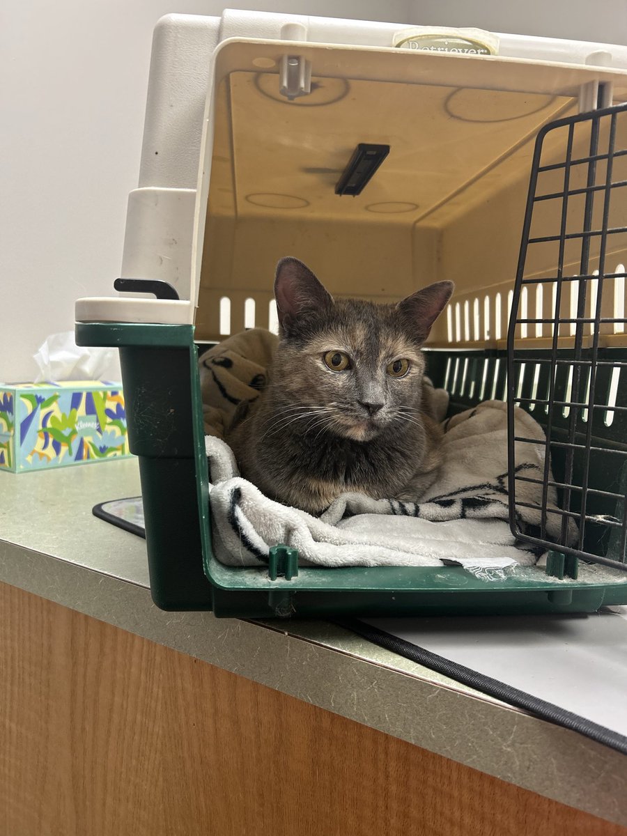 Do any of my friends have experience with a diabetic cat?  Somehow this pretty kitty’s numbers are worse on insulin and special foods and the vet doesn’t provide any information