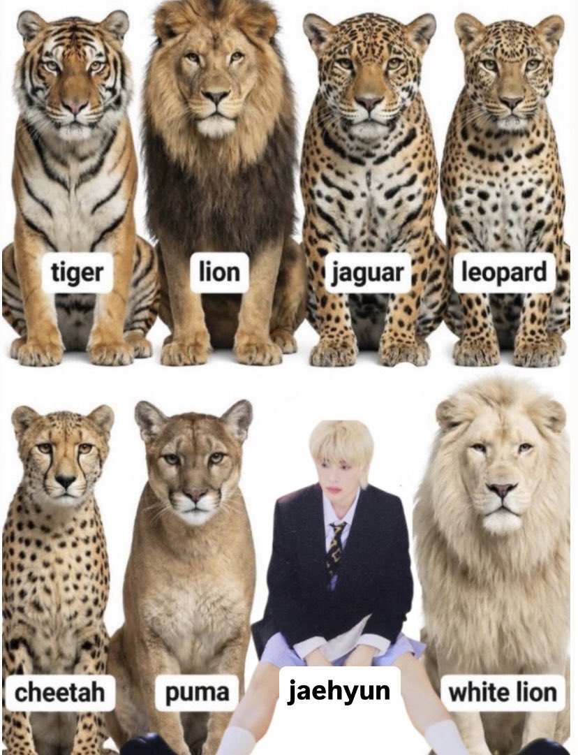 lily (@jaenonie) on Twitter photo 