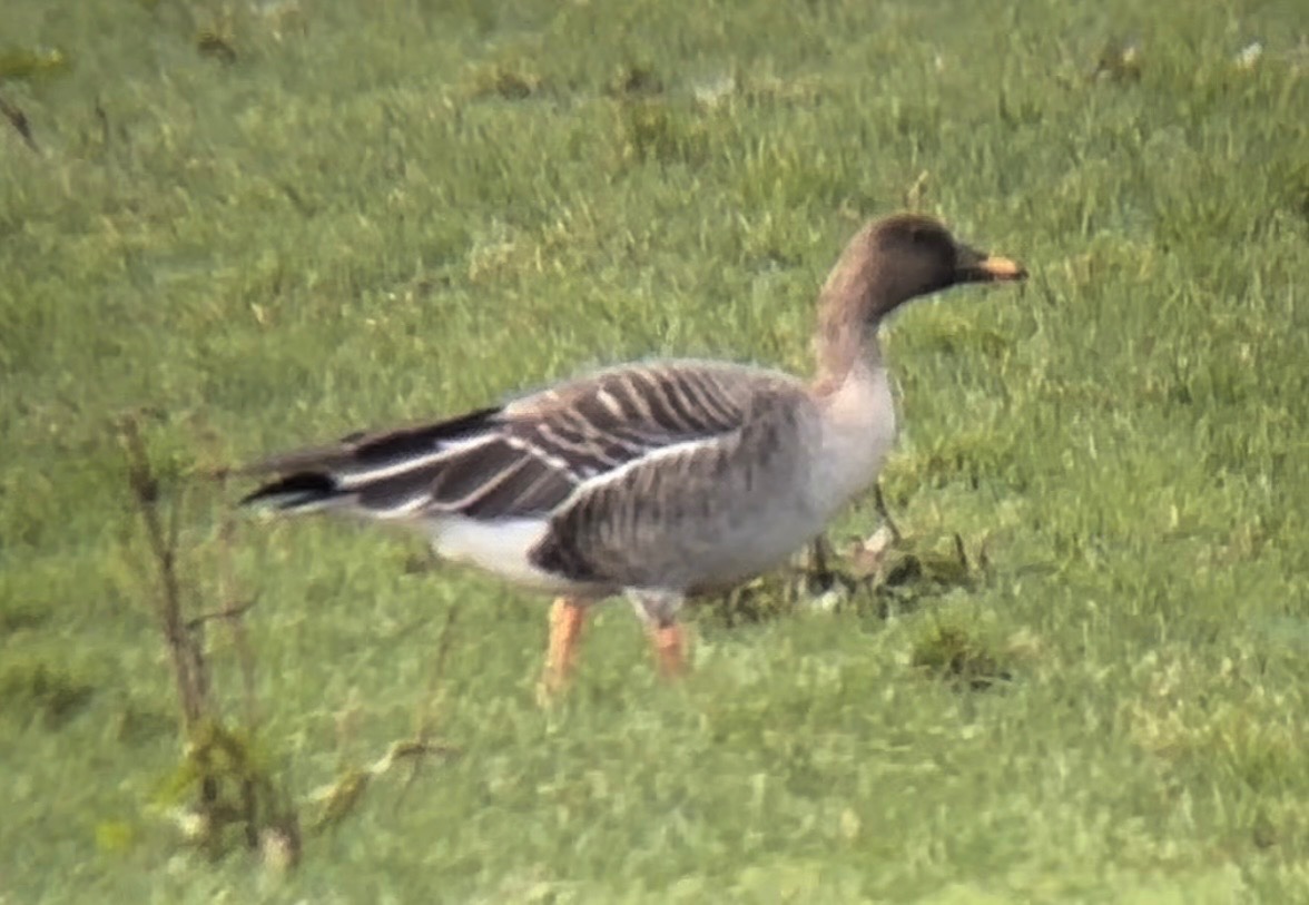 Jack Tynan tweet media