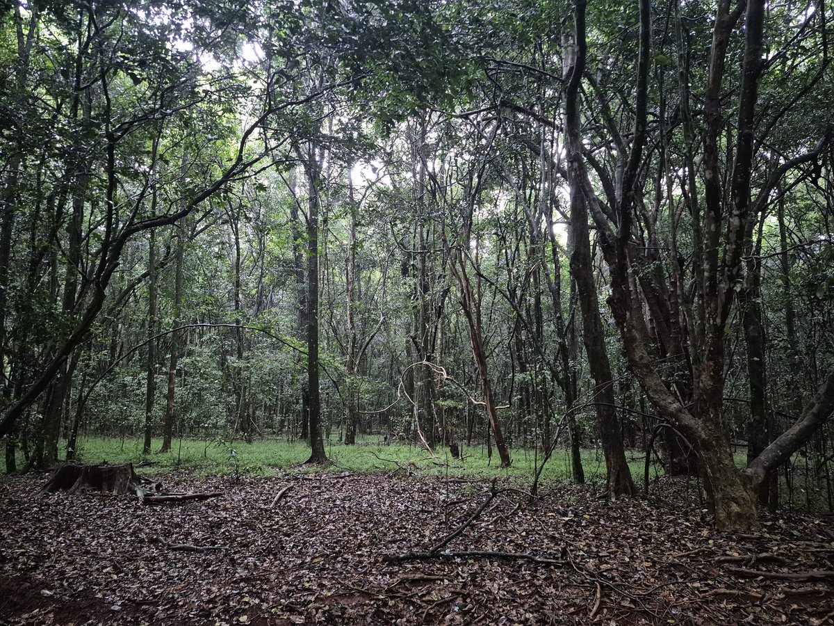humanova's tweet photo. the dark forest stays silent https://t.co/5nQn901VOT