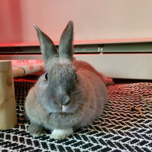 Rabbit of the Day 🐰 tweet media