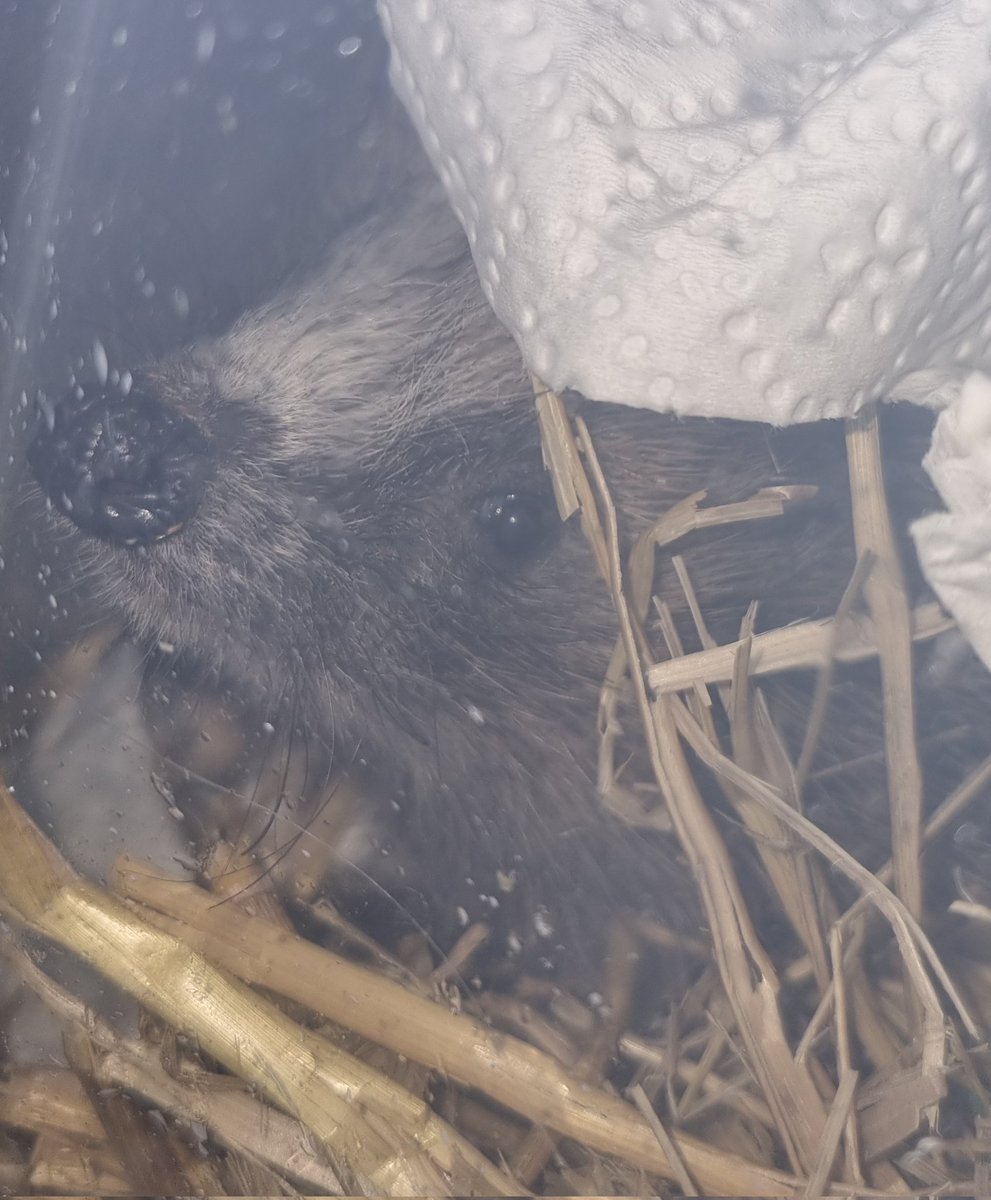 Viechertante tweet media