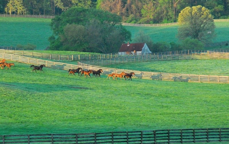 mdhorsefound's tweet photo. Due to the expected inclement weather and road conditions for tomorrow, the Thoroughbred 25th Anniversary event at the Maryland Horse Library &amp; Education Center is canceled. We will reschedule the program for a later date.  

Thank you for your understanding and stay safe. https://t.co/7oqBty75hp