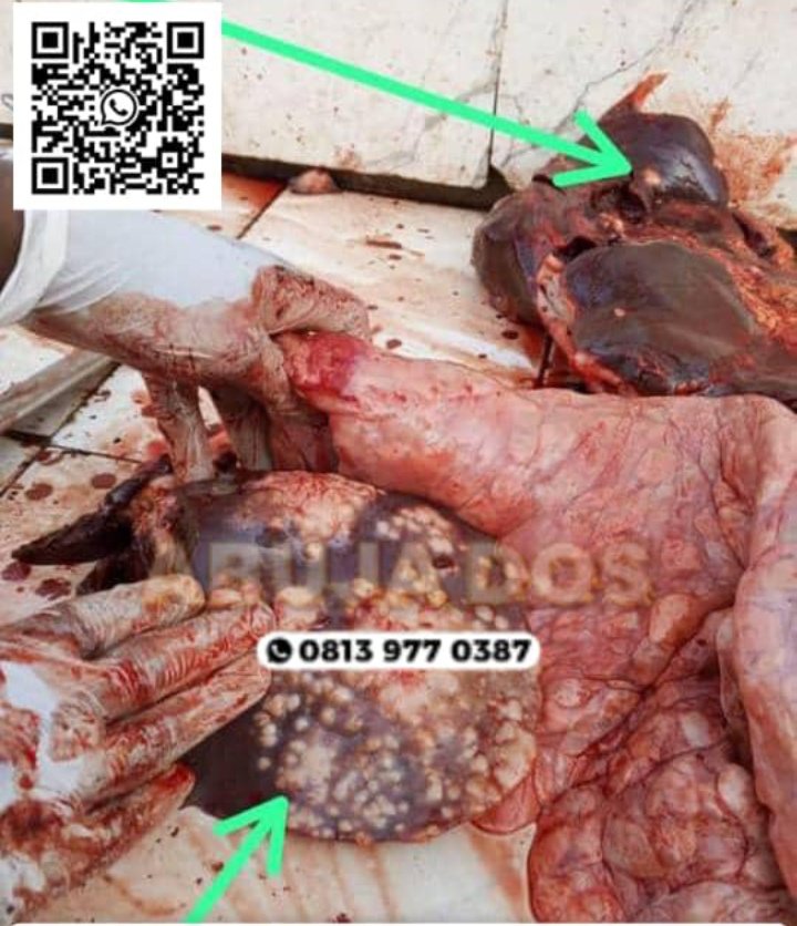 DEAR MEAT LOVERS &amp; SUYA EATERS.
Please be very vigilant in what you consume.
This is Tuberculosis and it’s zoonotic (Transferable from animals to humans). Avoid consuming any livestock that has this on them.
reshare to save lives