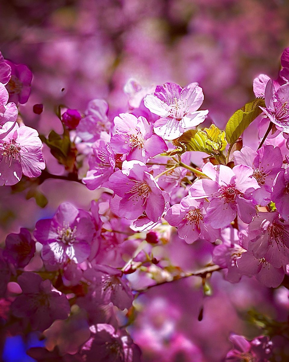 おはようございます😊 2月23日（月） 東京 ︎︎☀️︎︎☁️💧30% 🌡11