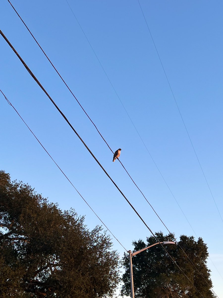WildDevice's tweet image. A predator on the power line 
Birdwatching 

#birdwatching #hawk #photography