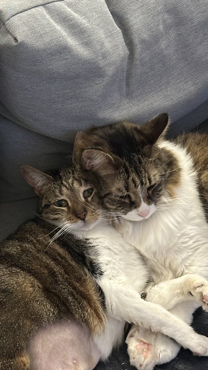 @fronis.bsky.social (@fronituits) on Twitter photo 