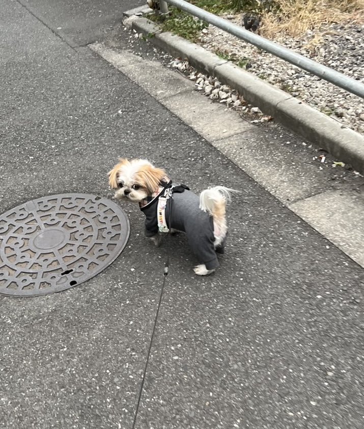 Ahoy!!
ずっとまえからちちのこどものしーたです🐶

ノシノシ歩いては振り向いてパパを確認するしーちゃん🙄

今朝の最低気温は10℃で暖房要らず😮

そして今日の最高気温予想は
季節外れの22℃だって🥵

#シーズー
#犬のいる暮らし
#ふわもこ部
#愛犬
#いぬのきもち