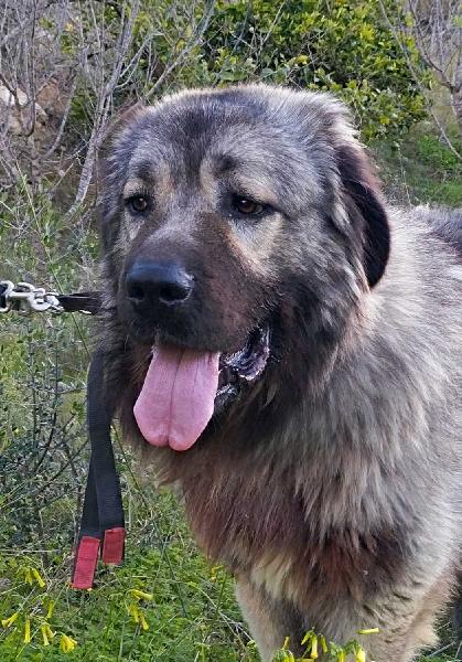 Pro_Ani_LaNucia's tweet photo. Henko ha pasado sus primeros 3 años en un patio sin saber lo que era un paseo o un parque, sin socializar, sucio y desatendido.
 Una vez retirado de esa vida solo podemos ofrecerle una jaula.
 Ha habido interesados en adoptarle pero parece que no cumple con lo que buscan. https://t.co/pNOIlDQ5Kk