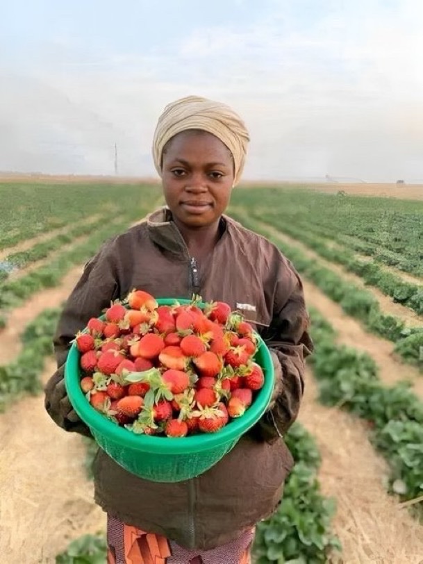 Fresh red, green Apples 🍎 🍏 and Strawberries  🍓 from Jos, PLATEAU State Nigeria 🇳🇬.

Many other amazing stuffs are grown in PLATEAU State