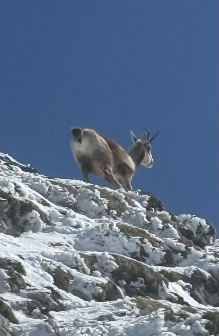 Ricardo Forcano tweet media