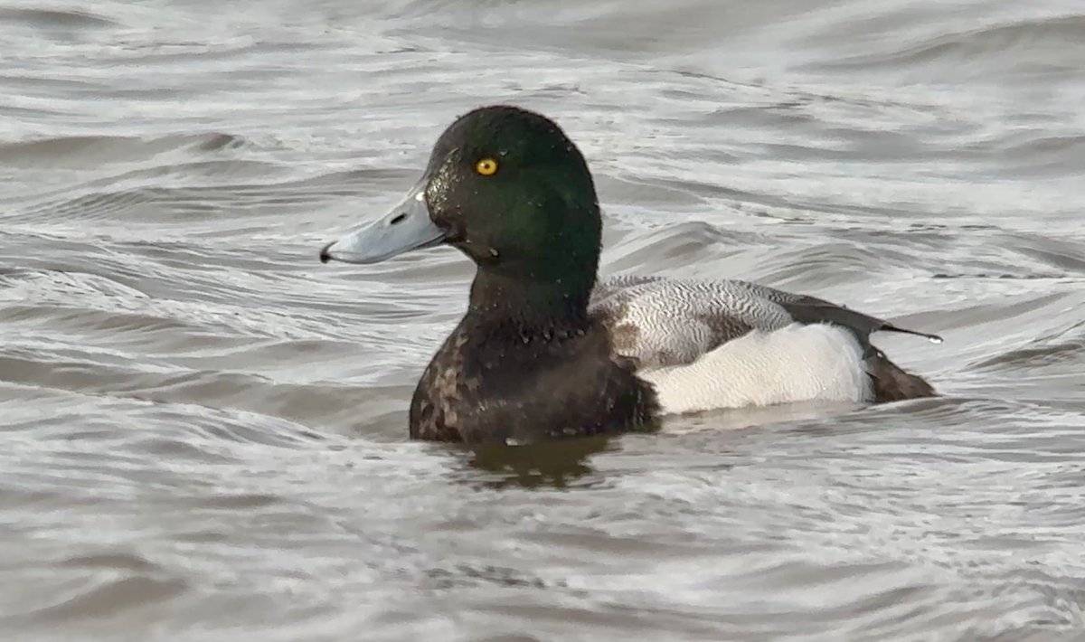 Rick Bolton tweet media