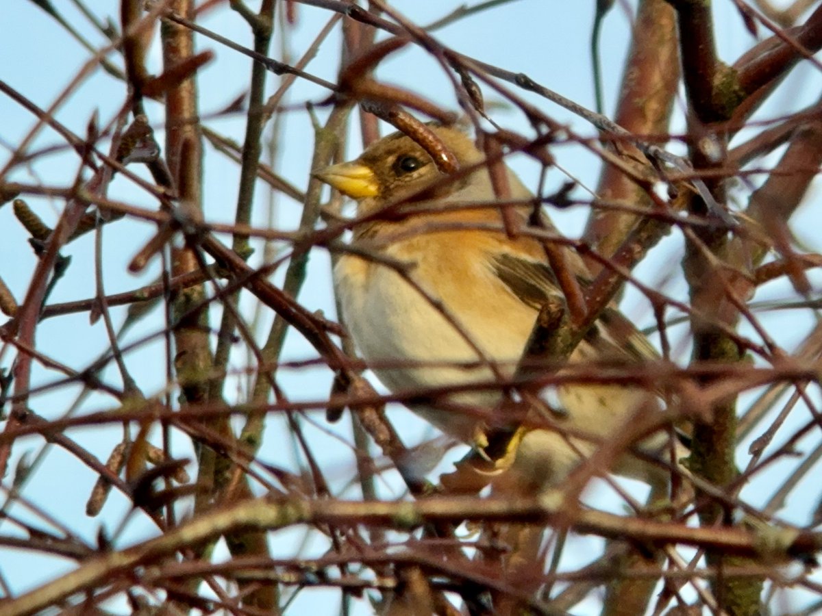 Rick Bolton tweet media