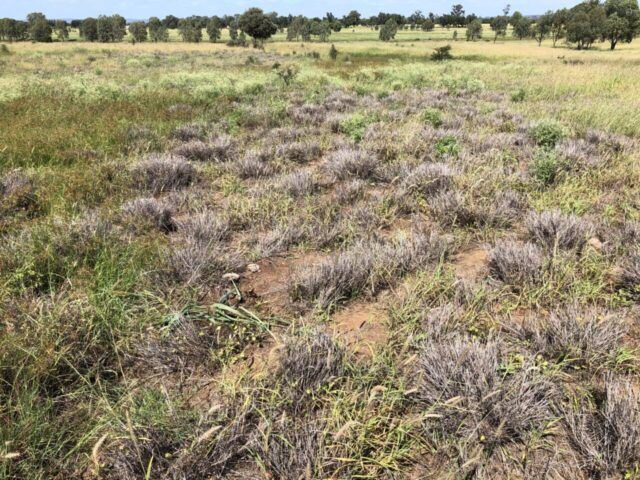 FutureBeef tweet media