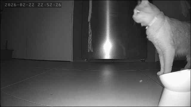 _amblee's tweet image. The chronicles of my girlfriends cat staying over while her apartment gets painted 

Day 1 &amp;amp; 2