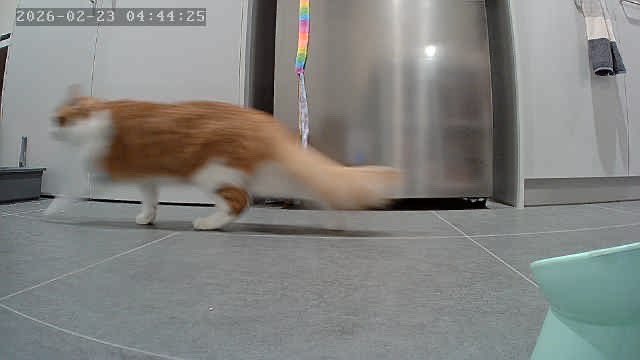 _amblee's tweet image. The chronicles of my girlfriends cat staying over while her apartment gets painted 

Day 1 &amp;amp; 2