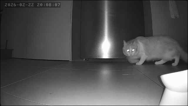 _amblee's tweet image. The chronicles of my girlfriends cat staying over while her apartment gets painted 

Day 1 &amp;amp; 2