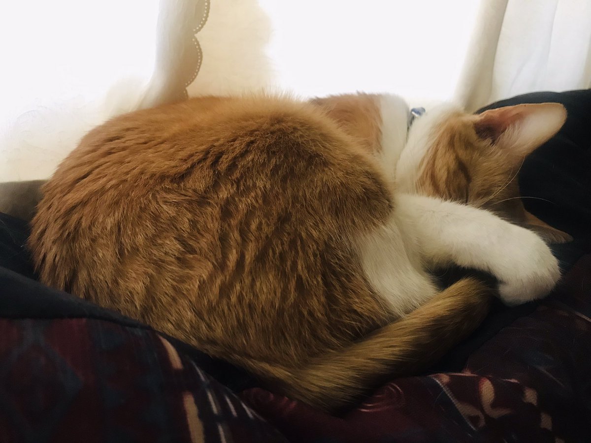 Como cuando quieres pausar la alarma y por error la apagas… éste fue y me despertó antes de las 8 am, pero se acomodó y se quedó dormido… #Güero 🥰