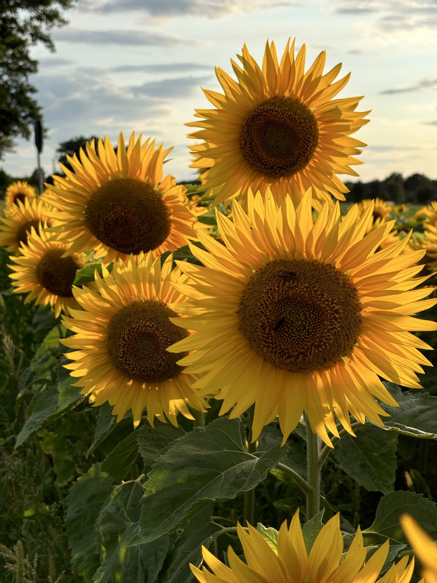 Ich wünsche allen eine wunderschöne Woche 🫶 
opensea.io/collection/fre…