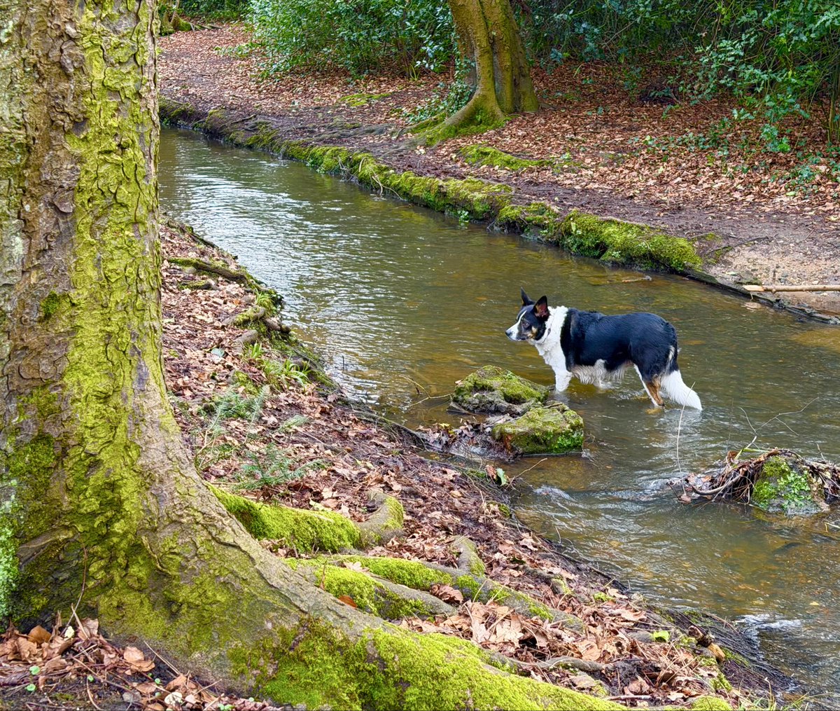 AnitaRolfe's tweet photo. 37 #NHS1000miles (307YTD) #BorderCollie 🥰#PeepingSquirrel 🥰#Poynton
This week’s book ‘Lifeless’ by @MarkBillingham https://t.co/os0bxzX7SV