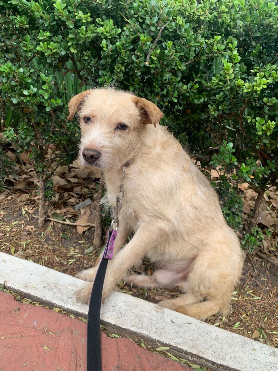 Lalito está muy triste porque nadie ha preguntado por él en la feria de adopción.🥺

Aún va a estar dos horas en parque México por si se quieren dar una vuelta.
Está él,Bruno,Montanucci y otros perritos más que buscan familias.❤️