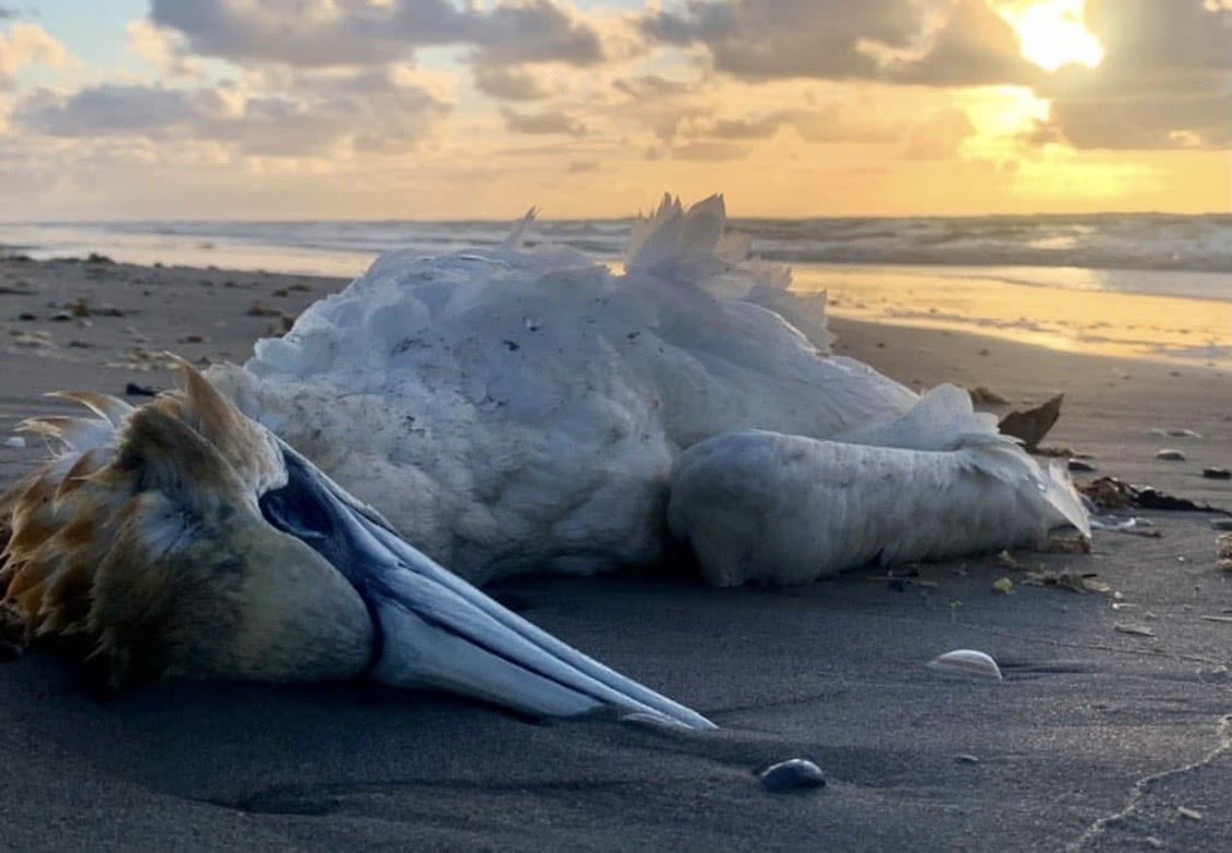 richardtkiewiet tweet media