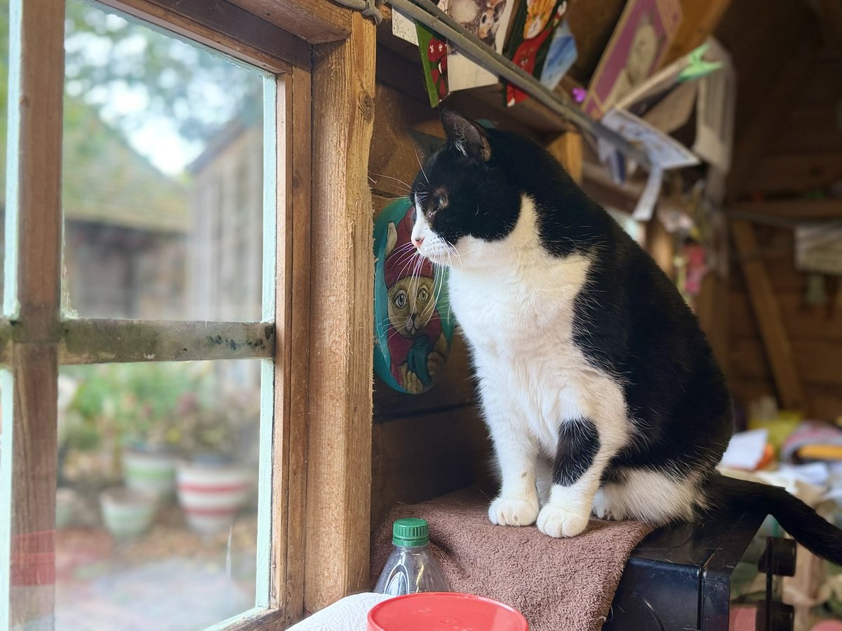 Catastrophes Cats Rescue tweet media