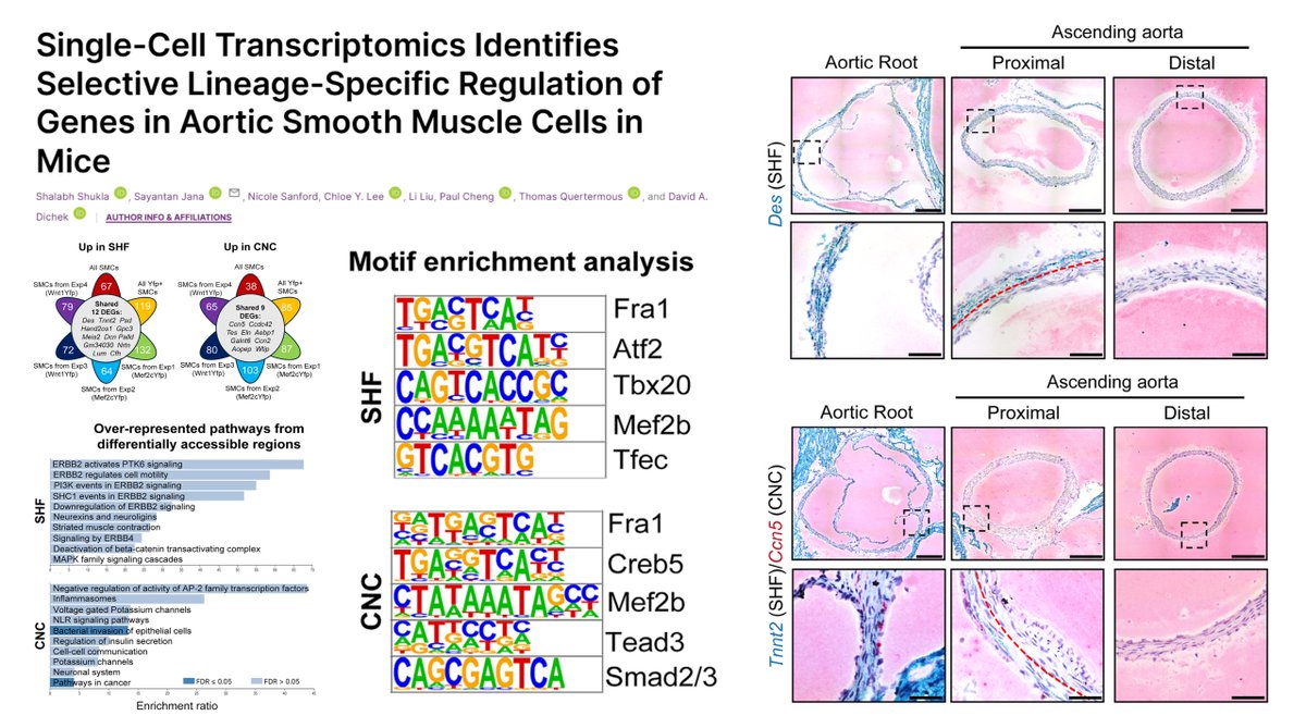 HaoYin20's tweet photo. Transcript signature of lineage-specific mouse proximal thoracic aortic #SmoothMuscleCell

Wnt1-Cre cardiac neural crest (inner media)-derived SMC
Ccn5 Ccdc42 Tes Eln Aebp1 Galnt6 Ccn2 Aopep Wtip

Mef2c-Cre second heart field (outer media)-derived SMC
Des Tnnt2 Hand2os1 Psd Gpc3 Meis2 Dcn Gm34030 Palld Nrtn Lum Cfh

#AortaEd
David Dichek lab @atvbahajournals 2025
https://t.co/gSj5jJpHdM