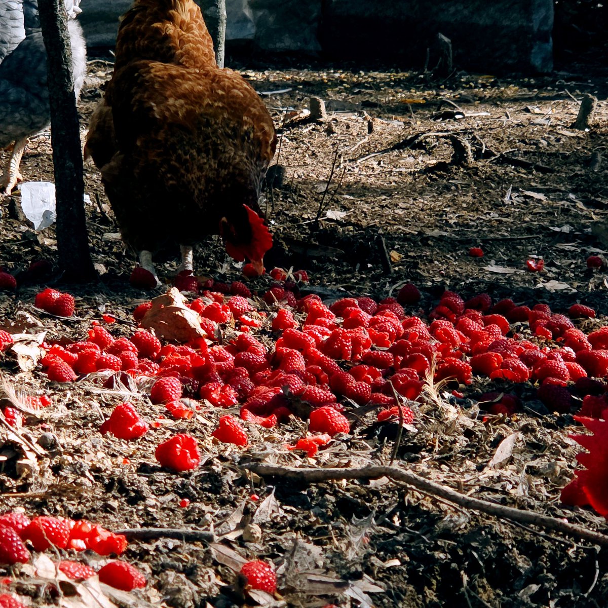 we were given a shit ton raspberries that were about to go bad, so the chickens got them.