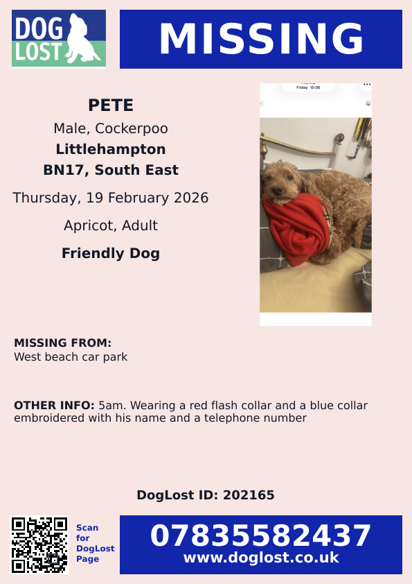 MissingPetsGB's tweet photo. 🐕 PETE #Cockapoo is missing. Sightings needed. Missing 19 February 2026 from West Beach #Littlehampton #BN17
He could be far away by now or returning to that area. Please keep eyes open everywhere.
IF SEEN, DO NOT APPROACH, CHASE OR TRY TO CATCH BUT CALL OWNER #stolendoghour https://t.co/6lHLjMIz91