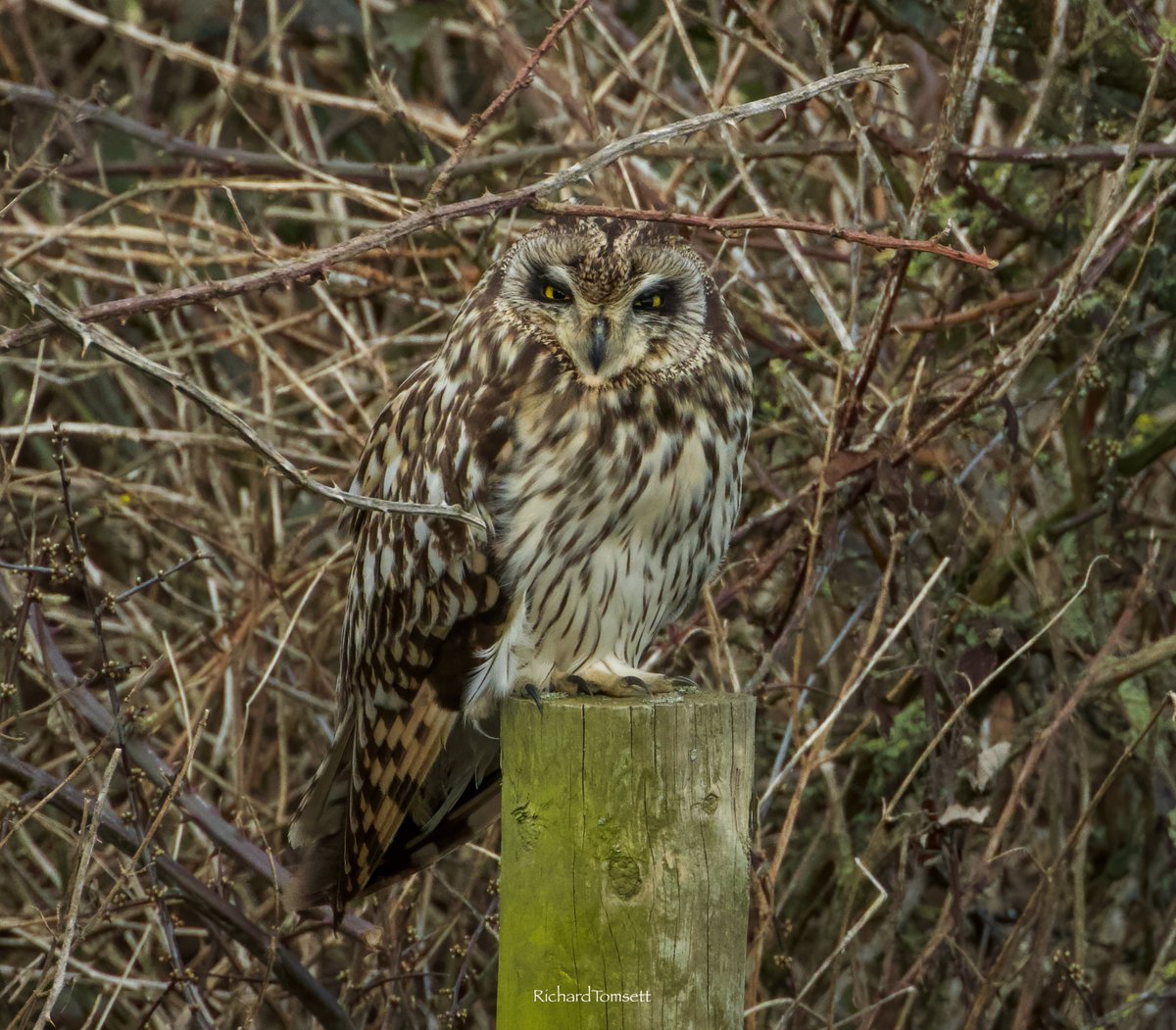 richard_tomsett's tweet photo. A pair of Shorties roosting for most of the afternoon today. 22/02/26 https://t.co/dReKEXEjNN