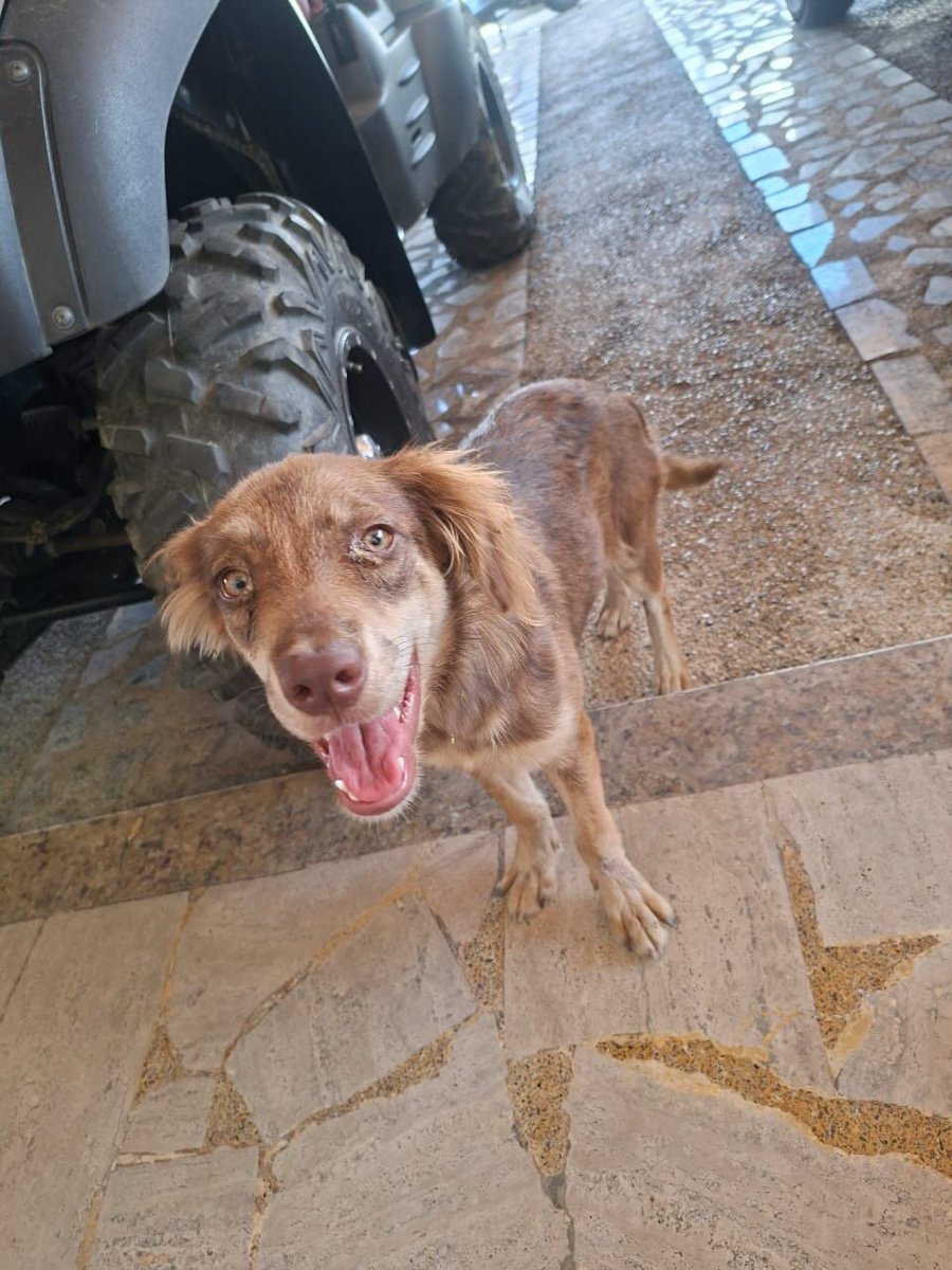 A64029345's tweet photo. Este perrito o perrita llegó a una urbanización en Cagua que se llama Altos de Corinsa . Puede estar perdido (a) . No queremos pensar que fue abandonado. Si alguien lo reconoce avisar a su familia ( si es que tiene ) quiere adoptar o resguardar puede comunicarse  +58 424-3536510 https://t.co/PmKnDCMi3f