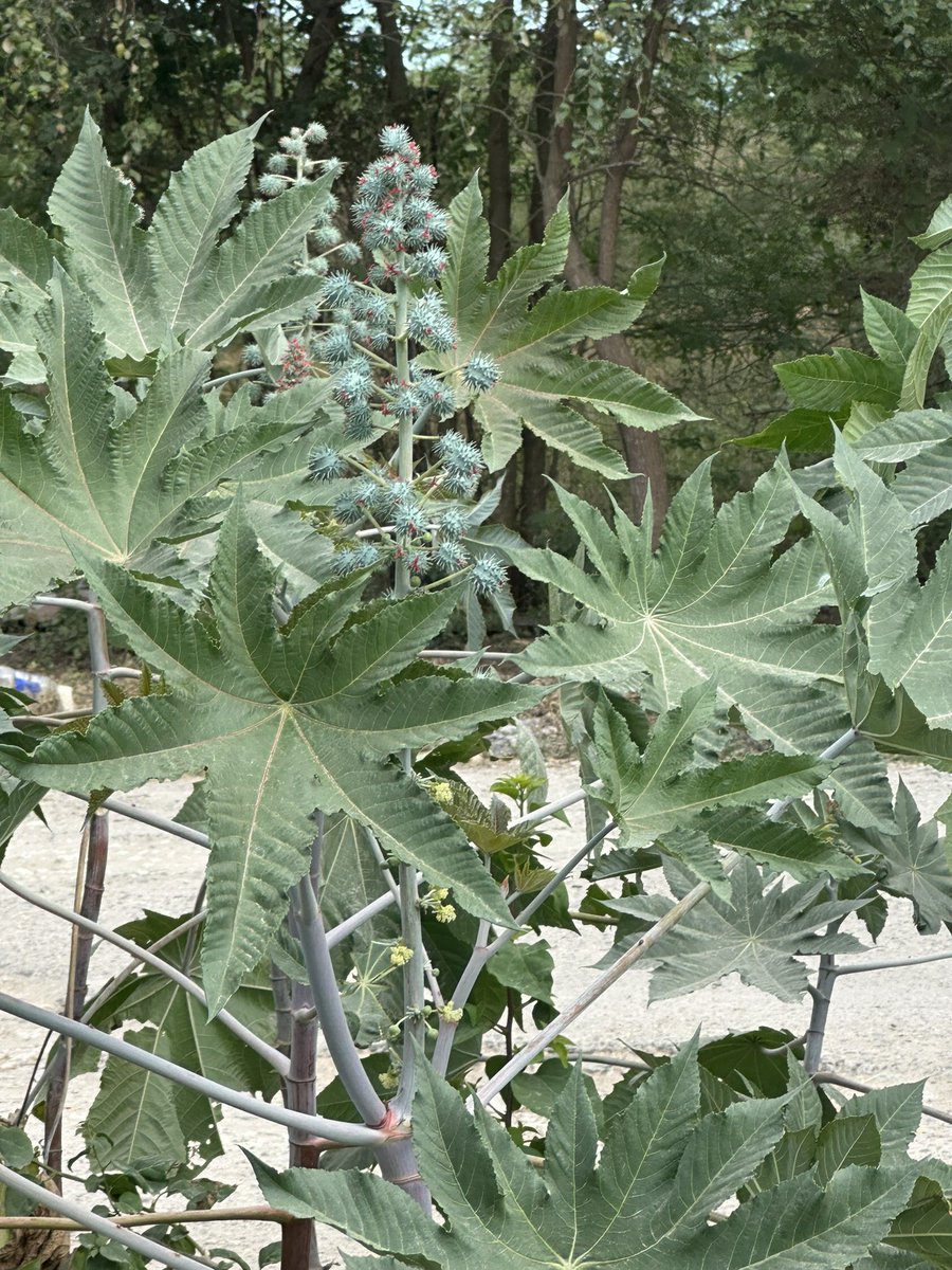 More J’can farmers need to get into castor oil…it’s a very easy plant to maintain too mi neighbor just throw the seeds from off his farm and look
