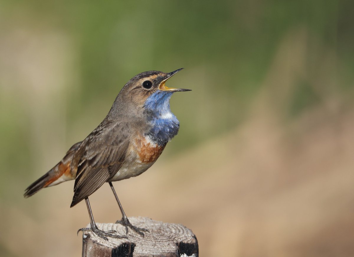 Ruben Zayas tweet media