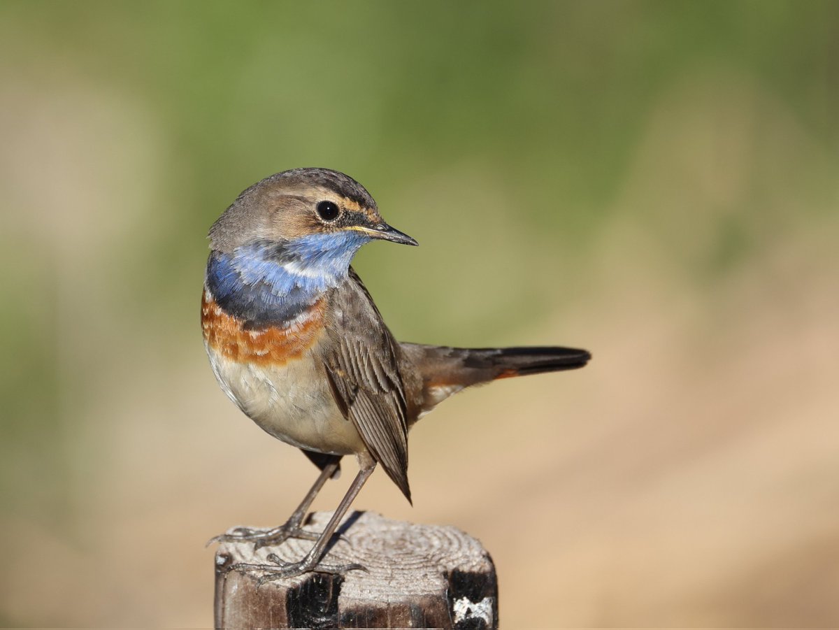 Ruben Zayas tweet media