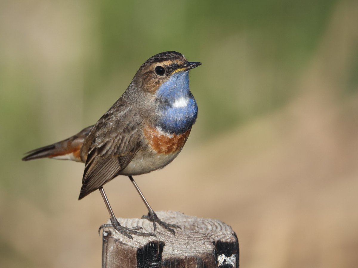 Ruben Zayas tweet media