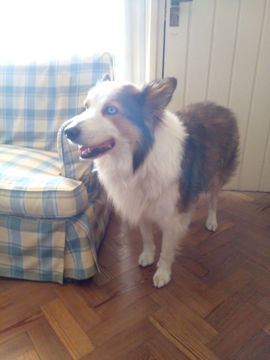 otro canino de la familia que vino a quedarse unos días en lo del tío rumeninga