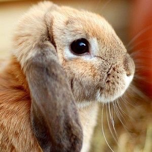 Back to the usual 🥹🐰