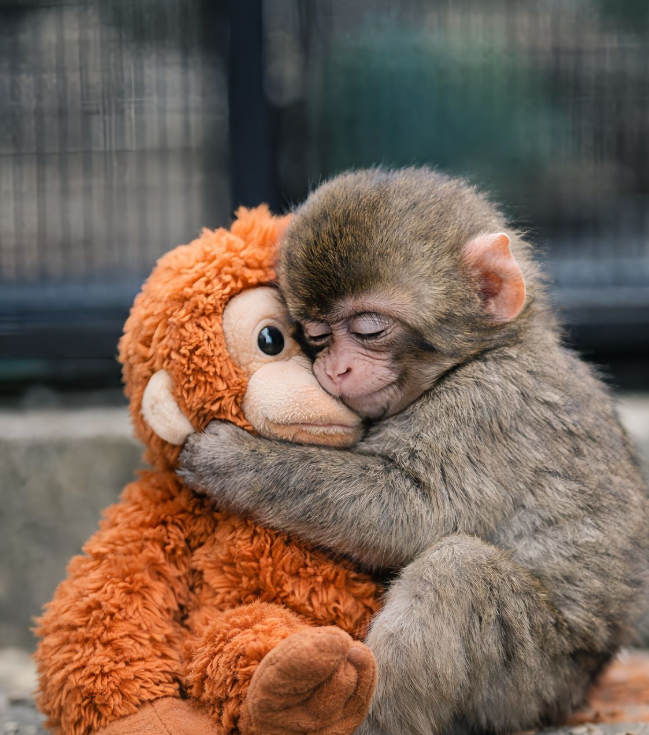 Rejected at birth, he clung to a soft toy the way any baby animal would cling to its mother..In his tiny embrace, we saw fear, hope, and the silent language of the wild.
His journey reminds us that animals carry emotions just as tender and powerful as our own.
And sometimes, the