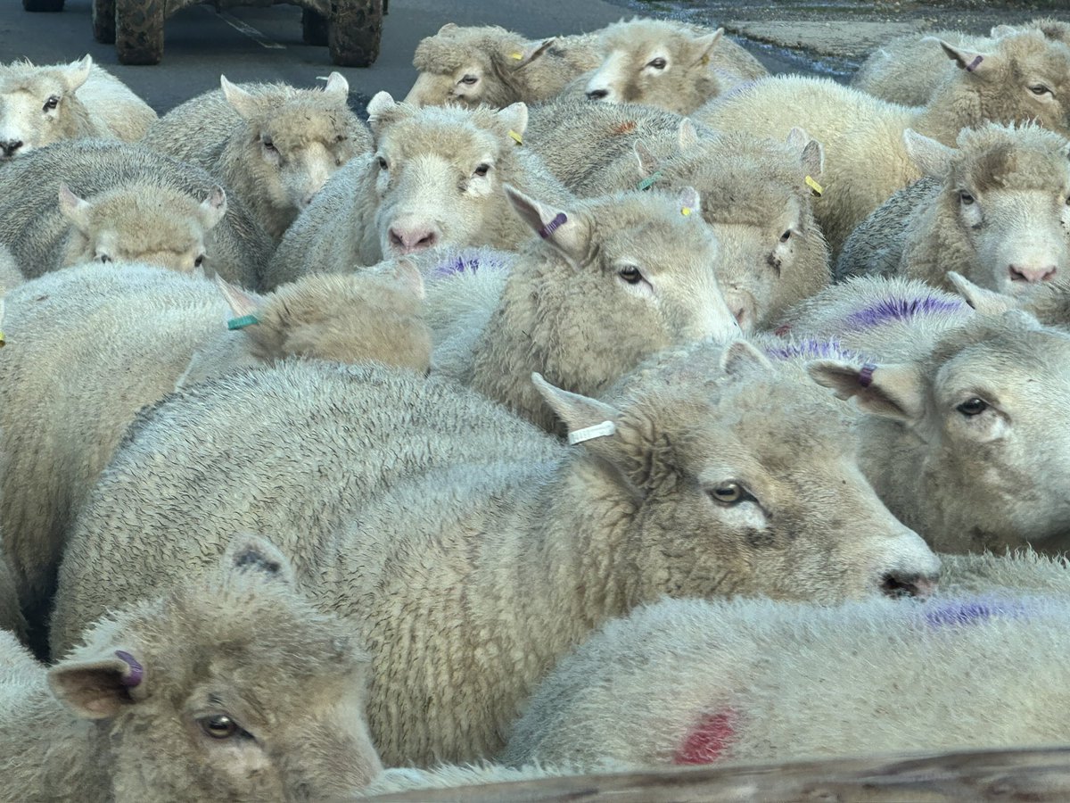 Rob Nolan 🔶 〓〓 tweet media