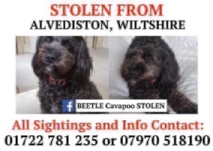 LisaClareRead2's tweet photo. Over 5 years since Beetle was stolen π’π’ Please RT and help get her home. Stolen from #Alvediston, #Wiltshire #SP5 on 31st August 2020. Please call numbers below if you have any information. #findbeetle #Cavapoo #Stolendoghour https://t.co/mQYDPlTN6x